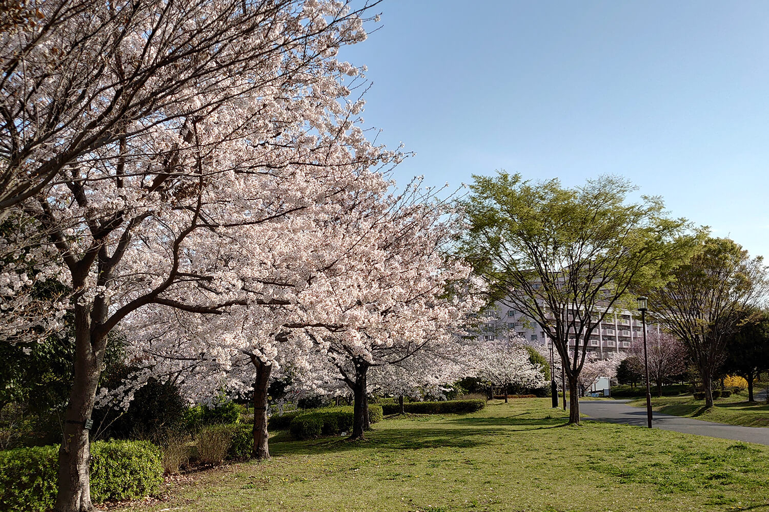 大島の家事代行1